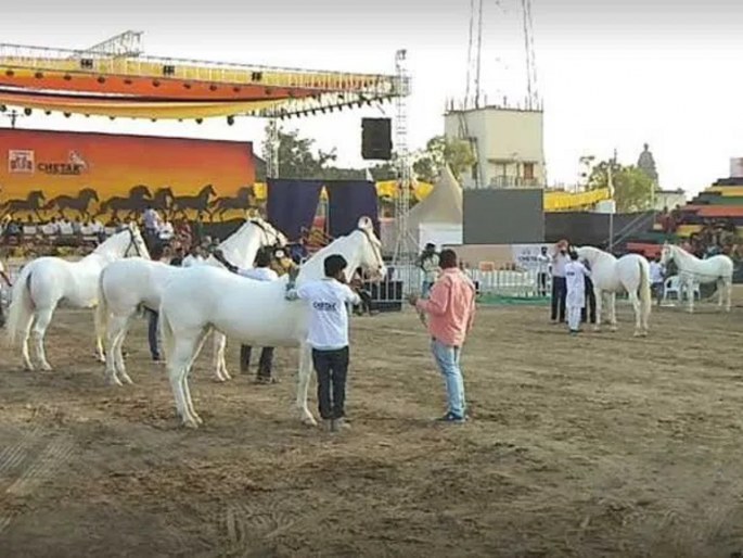 maharashtra nandurbar sarangkheda horse market prices in crores are just a chat | एक कोटी हो या पाच कोटी, बोलने में क्या हर्ज...