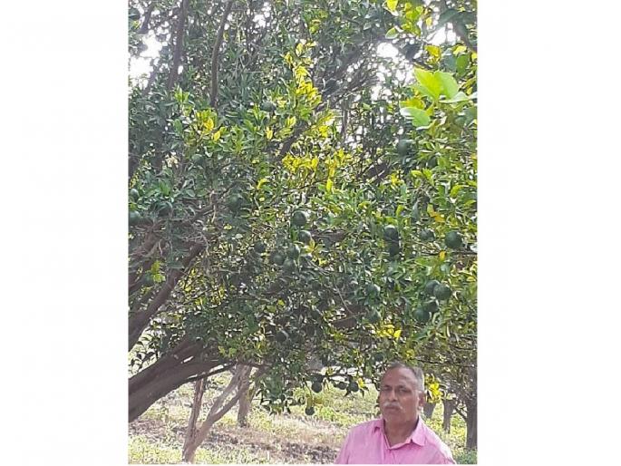 Farmers suffer due to interrupted power supply of Mahavitaran; wrote Letter to the CM | संत्र्याची झाडे तोडून मरणाचे रचणार सरण; मुख्यमंत्र्यांना निवेदन Farmers suffer due to interrupted power supply of Mahavitaran; wrote Letter to the CM | संत्र्याची झाडे तोडून मरणाचे रचणार सरण; मुख्यमंत्र्यांना निवेदन