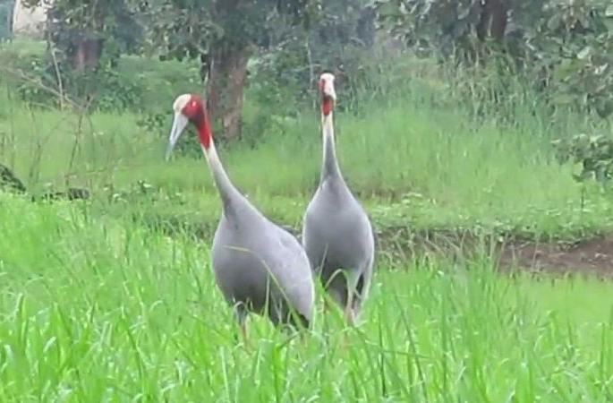 H C blamed the government for the extinction of the stork | सारस नामशेष होत असल्याबद्दल उच्च न्यायालयाने राज्य सरकारला फटकारले