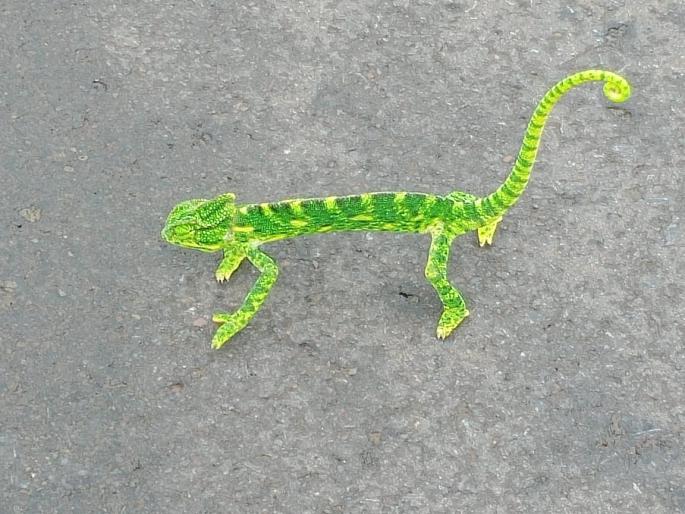 Rare species of lizard found in Gaganbawda | गगनबावडयात आढळला दुर्मीळ प्रजातीचा सरडा Rare species of lizard found in Gaganbawda | गगनबावडयात आढळला दुर्मीळ प्रजातीचा सरडा