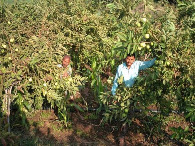 Employment provided 'Sardar' in remote areas of Nandurbar | नंदुरबारातील दुर्गम भागात ‘सरदार’ देतोय रोजगार Employment provided 'Sardar' in remote areas of Nandurbar | नंदुरबारातील दुर्गम भागात ‘सरदार’ देतोय रोजगार
