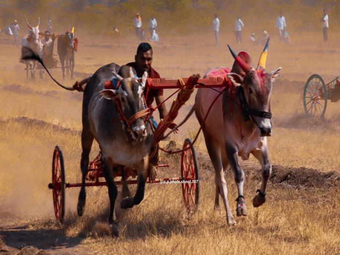 A pair of bullocks Sardar and Roman from Waghwadi won the title at the state level ground at Pusegaon | Sangli: वाघवाडीच्या सरदार, रोमन बैलजोडीचा राज्यात डंका; दोन लाख, ढाल अन् हिंदकेसरीचा किताब पटकावला A pair of bullocks Sardar and Roman from Waghwadi won the title at the state level ground at Pusegaon | Sangli: वाघवाडीच्या सरदार, रोमन बैलजोडीचा राज्यात डंका; दोन लाख, ढाल अन् हिंदकेसरीचा किताब पटकावला