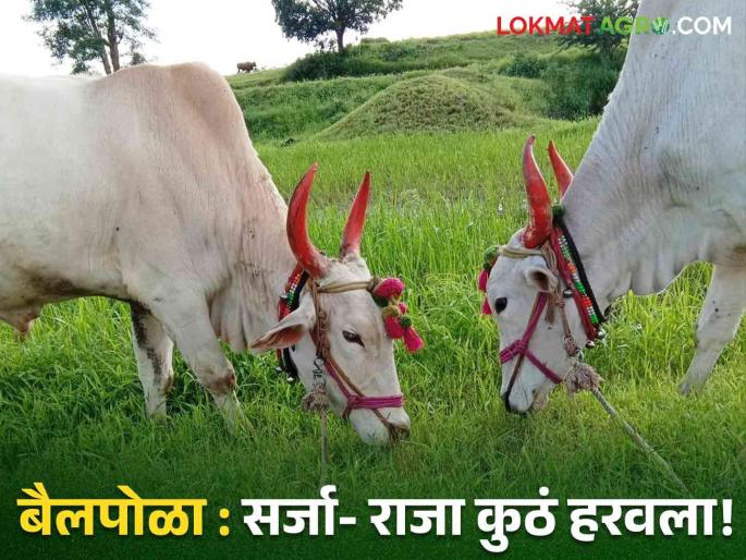 Latest news Bail pola Reduction in use of bullocks in agricultural work read in detail  | Bail Pola : बैलपोळा : सर्जा-राजाची रुबाबदार जोडी 'गावकी'तून हरवली, वाचा सविस्तर 