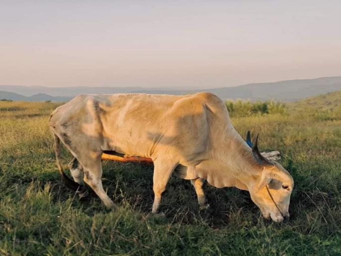 Sarja who has been missing for a month is at a farmer house on Diwali | पाचशे फूट खोल दरीतून काढले बाहेर; महिनाभरापासून बेपत्ता सर्जा दिवाळीला शेतकऱ्याच्या घरी Sarja who has been missing for a month is at a farmer house on Diwali | पाचशे फूट खोल दरीतून काढले बाहेर; महिनाभरापासून बेपत्ता सर्जा दिवाळीला शेतकऱ्याच्या घरी