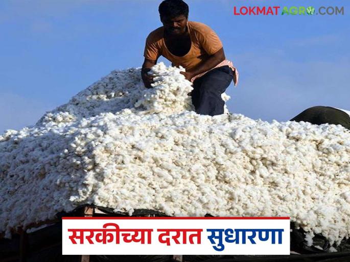 Cotton Market: The season is coming to an end; Read more about the increase in cotton prices | Cotton Market: हंगाम संपायला आला; कापसाच्या दरात वाढ वाचा सविस्तर Cotton Market: The season is coming to an end; Read more about the increase in cotton prices | Cotton Market: हंगाम संपायला आला; कापसाच्या दरात वाढ वाचा सविस्तर
