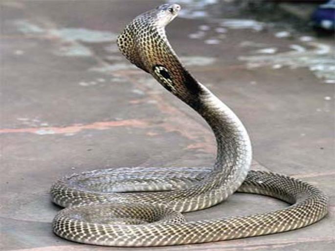 Increasing graph of snakebite incidents | सर्पदंशाच्या घटनांचा वाढता आलेख Increasing graph of snakebite incidents | सर्पदंशाच्या घटनांचा वाढता आलेख