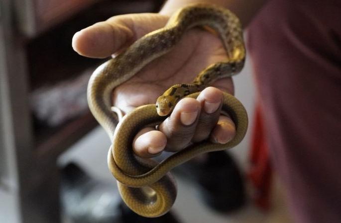 Snake catching business boom in Nagpur! | नागपुरात  साप पकडण्याचा व्यवसाय जोरात !