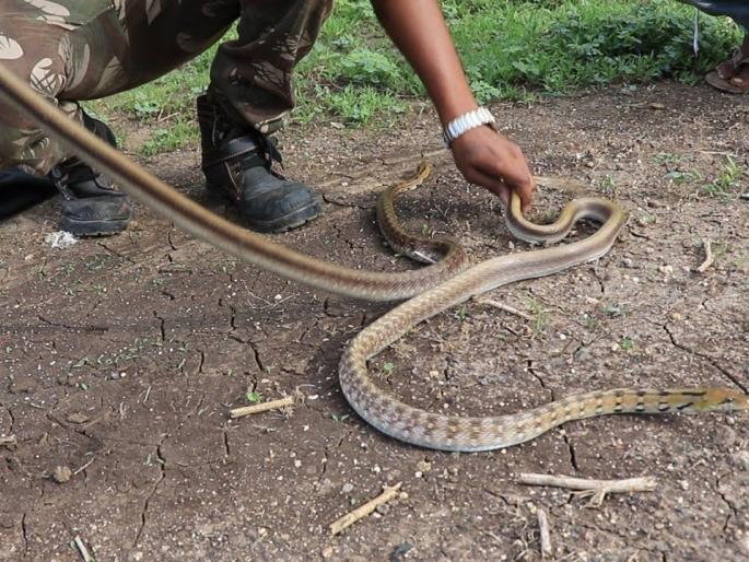 what should a snake catcher be like | सर्पमित्र कसा असावा? फक्त साप पकडणारा व्यक्ती नाही, तर अत्यंत जबाबदारीची भूमिका what should a snake catcher be like | सर्पमित्र कसा असावा? फक्त साप पकडणारा व्यक्ती नाही, तर अत्यंत जबाबदारीची भूमिका