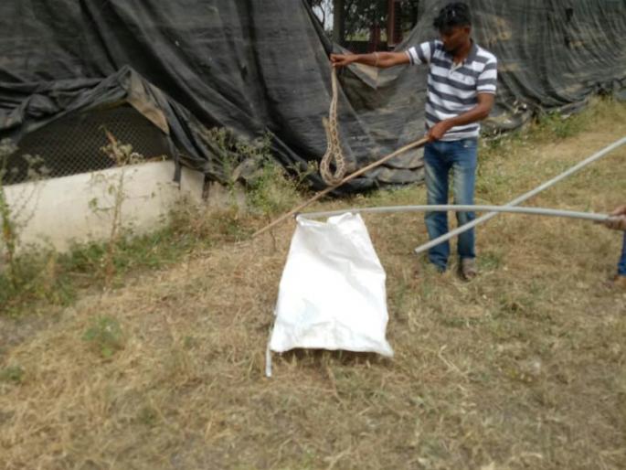 Wildlife conservation team to maintain biodiversity | जैवविविधता टिकविण्यासाठी वन्यजीवरक्षकांची धडपड Wildlife conservation team to maintain biodiversity | जैवविविधता टिकविण्यासाठी वन्यजीवरक्षकांची धडपड