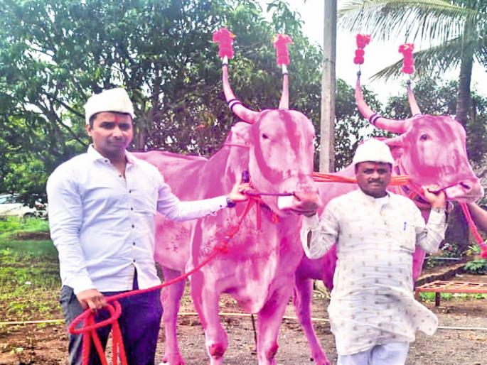 The joy of farmer has no value Sarpanch and Amdar bought a pair of bullocks for six and a half lakhs | बळीराजाच्या हौसेला मोल नसते; ‘सरपंच’ अन् ‘आमदार’ बैलजोडी घेतली तब्बल साडेसहा लाखाला The joy of farmer has no value Sarpanch and Amdar bought a pair of bullocks for six and a half lakhs | बळीराजाच्या हौसेला मोल नसते; ‘सरपंच’ अन् ‘आमदार’ बैलजोडी घेतली तब्बल साडेसहा लाखाला