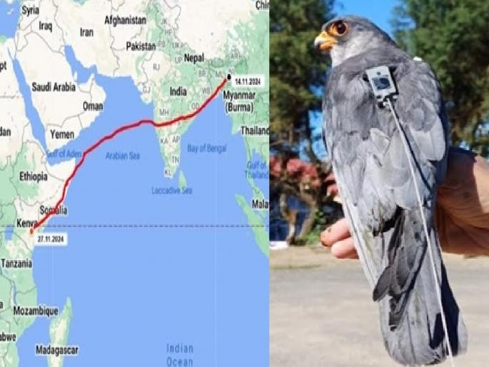 7 thousand 300 km journey of Amur Sasani from Manipur to Kenya, Recorded resting for the day at Kadegaon in Sangli district | मणिपूर ते केनिया, अमूर ससाण्याचा ७ हजार ३०० किलोमीटरचा प्रवास; सांगली जिल्ह्यातील कडेगावमध्ये पाहुणचार 7 thousand 300 km journey of Amur Sasani from Manipur to Kenya, Recorded resting for the day at Kadegaon in Sangli district | मणिपूर ते केनिया, अमूर ससाण्याचा ७ हजार ३०० किलोमीटरचा प्रवास; सांगली जिल्ह्यातील कडेगावमध्ये पाहुणचार