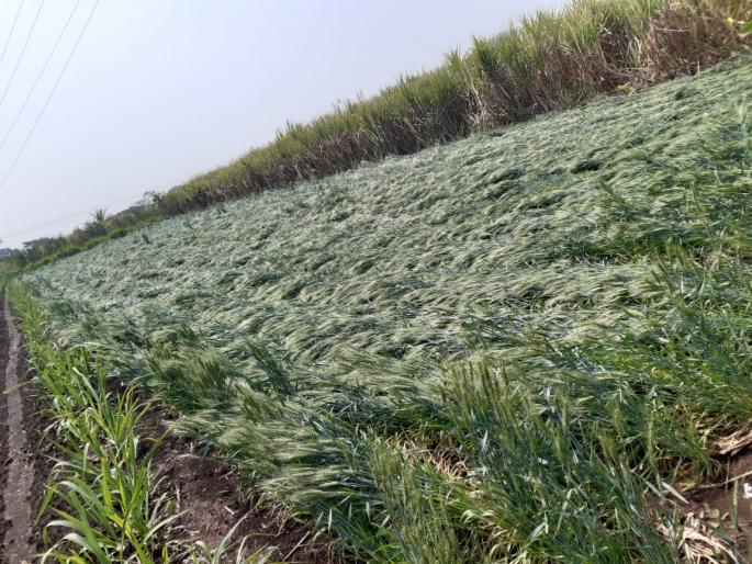 Damage to sugarcane, leafy vegetable crops including rabi due to heavy rains | वादळी पावसाने रब्बीसह ऊस, पालेभाज्या पिकांचे नुकसान Damage to sugarcane, leafy vegetable crops including rabi due to heavy rains | वादळी पावसाने रब्बीसह ऊस, पालेभाज्या पिकांचे नुकसान