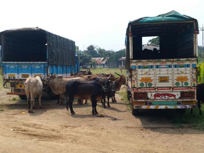 Satara: Fifty cows, rescued cattle transport from five vehicles, dies of calf with calf | सातारा :पाच वाहनांतून पन्नास गायी, बैलांची वाहतूक जनावरांची सुटका : वासरासह बैलाचा कोंडमाºयाने मृत्यू
