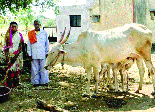 The value of 'Lakshmi' is maintained by 'Siddeshwari' | ‘सिद्धेश्वरी’नं राखला ‘लक्ष्मी’चा मान The value of 'Lakshmi' is maintained by 'Siddeshwari' | ‘सिद्धेश्वरी’नं राखला ‘लक्ष्मी’चा मान