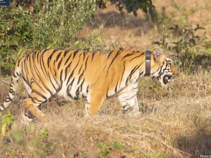 chandoli chanda tiger news Chanda' hai tu, ab 'tara' bhi tu! Chandoli Jungle Ki 'Rani' Hai Tu! | चंदा' है तू, अब 'तारा' भी तू! चांदोली जंगल की 'राणी' है तू!