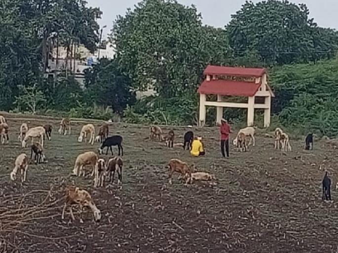 Drought in eastern part of Satara; Animals have no fodder; Water supply to 60 villages by tanker | साताऱ्यात पूर्व भागात दुष्काळी झळा; जनावरांना चारा नाही; ६० गावांना टँकरने पाणीपुरवठा 