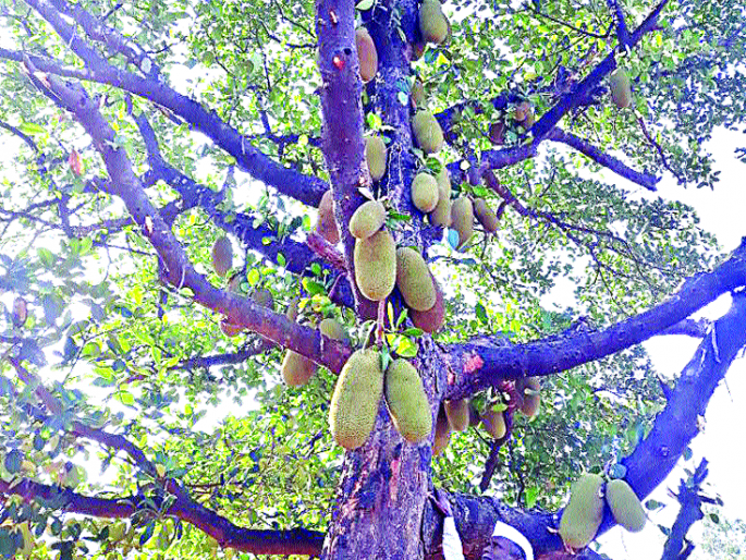 The tree is attached to a ribbon until it turns to sandalwood | झाडाला फणसे लगडली शेंड्यापर्यंत