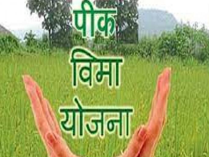 Expiration of crop insurance payment; 2 lakh 75 thousand farmers of Satara district paid insurance | पीक विमा भरण्याची मुदत संपली; सातारा जिल्ह्यातील 'इतक्या' शेतकऱ्यांनी भरला विमा Expiration of crop insurance payment; 2 lakh 75 thousand farmers of Satara district paid insurance | पीक विमा भरण्याची मुदत संपली; सातारा जिल्ह्यातील 'इतक्या' शेतकऱ्यांनी भरला विमा