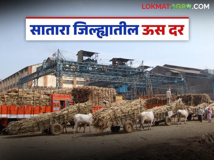 Sugarcane prices of 'these' ten sugar factories in Satara district announced; How did they set the prices? | सातारा जिल्ह्यातील 'या' दहा साखर कारखान्यांचे ऊस दर जाहीर; कुणी कसा दिला दर? Sugarcane prices of 'these' ten sugar factories in Satara district announced; How did they set the prices? | सातारा जिल्ह्यातील 'या' दहा साखर कारखान्यांचे ऊस दर जाहीर; कुणी कसा दिला दर?