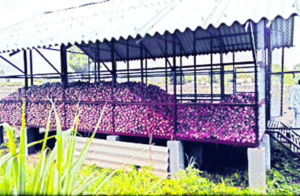 Onion prices go up ... | दर वाढताच कांद्याचा घमघमाट... Onion prices go up ... | दर वाढताच कांद्याचा घमघमाट...