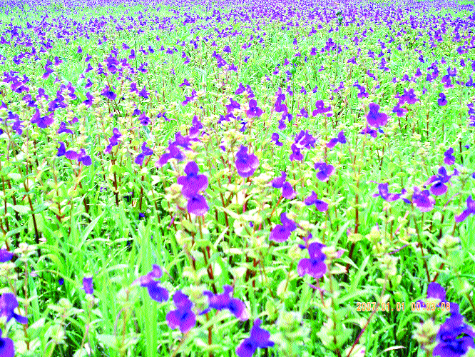 Online is compulsory; Yet the crowd of tourists | आॅनलाईनची सक्ती; तरीही पर्यटकांची गर्दी Online is compulsory; Yet the crowd of tourists | आॅनलाईनची सक्ती; तरीही पर्यटकांची गर्दी