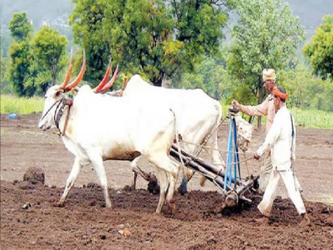 50 percent sowing of kharif season completed in Satara district | पाऊस दमदार बरसला; सातारा जिल्ह्यात खरीप हंगामातील ५० टक्के पेरणी पूर्ण 50 percent sowing of kharif season completed in Satara district | पाऊस दमदार बरसला; सातारा जिल्ह्यात खरीप हंगामातील ५० टक्के पेरणी पूर्ण