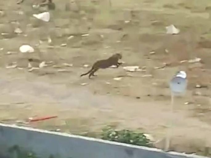 reliable hideout of a leopard in lahoti nagar in malkapur an atmosphere of fear among citizens | मलकापूरातील लाहोटीनगरात बिबट्याचा भरवस्तीत लपंडाव; नागरिकांमध्ये भितीचे वातावरण reliable hideout of a leopard in lahoti nagar in malkapur an atmosphere of fear among citizens | मलकापूरातील लाहोटीनगरात बिबट्याचा भरवस्तीत लपंडाव; नागरिकांमध्ये भितीचे वातावरण