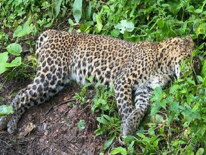 As many as 33 leopards lost their lives in the last ten years in Satara district | गत दहा वर्षात ३३ बिबट्यांनी गमावला जीव, सातारा जिल्ह्यातील चित्र  As many as 33 leopards lost their lives in the last ten years in Satara district | गत दहा वर्षात ३३ बिबट्यांनी गमावला जीव, सातारा जिल्ह्यातील चित्र