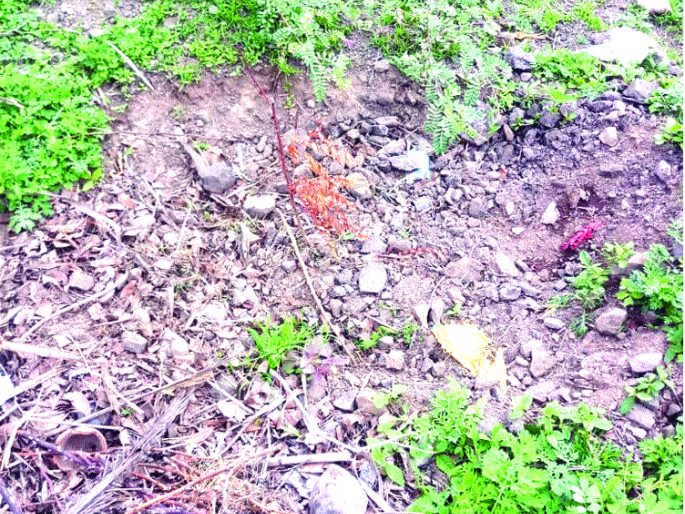 Forest Department planted trees in Maan taluka; Without water | माण तालुक्यात वनविभागाने झाडे लावली; पाण्याविना कोमेजली Forest Department planted trees in Maan taluka; Without water | माण तालुक्यात वनविभागाने झाडे लावली; पाण्याविना कोमेजली