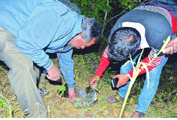 Disease caused by poisoning due to thiamate and inspection of the transit ghat area from forest section; Spray the drug to avoid damage to crops | थायमेटमुळे विषबाधा होऊन दहा मोर मृत्युमुखी वनविभागाकडून पसरणी घाट परिसराची पाहणी ; पिकांचे नुकसान टाळण्यासाठी औषधाची फवारणी Disease caused by poisoning due to thiamate and inspection of the transit ghat area from forest section; Spray the drug to avoid damage to crops | थायमेटमुळे विषबाधा होऊन दहा मोर मृत्युमुखी वनविभागाकडून पसरणी घाट परिसराची पाहणी ; पिकांचे नुकसान टाळण्यासाठी औषधाची फवारणी