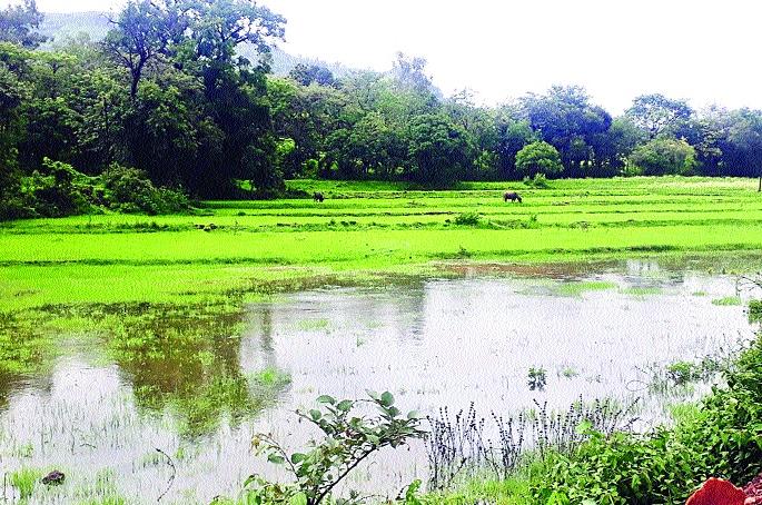 Land of Bijubeanan Kendra | बीजगुणन केंद्राची जमीन पडीक -: निधीचा अभाव Land of Bijubeanan Kendra | बीजगुणन केंद्राची जमीन पडीक -: निधीचा अभाव