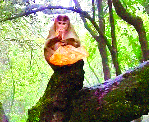 Animals in the forest await plastics | जंगलातील प्राणीही प्लास्टिकमुक्तीच्या प्रतीक्षेत Animals in the forest await plastics | जंगलातील प्राणीही प्लास्टिकमुक्तीच्या प्रतीक्षेत