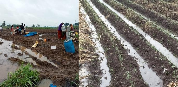 Major crop damage due to unseasonal rains in Satara district | सातारा जिल्ह्यात अवकाळी पावसामुळे पिकांची दैना, शेतकऱ्यांचे मोठे नुकसान Major crop damage due to unseasonal rains in Satara district | सातारा जिल्ह्यात अवकाळी पावसामुळे पिकांची दैना, शेतकऱ्यांचे मोठे नुकसान