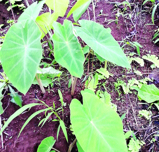 Embark on the hills of the mountains to the Mumbaikars | डोंगरावरच्या रानभाज्यांची मुंबईकरांना भुरळ Embark on the hills of the mountains to the Mumbaikars | डोंगरावरच्या रानभाज्यांची मुंबईकरांना भुरळ