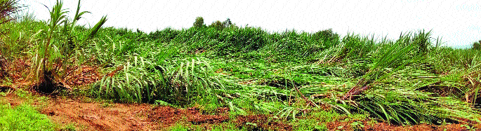 Thunderstorm Blaze of flame! | ढगांचा गडगडाट; विजांचा झगमगाट !