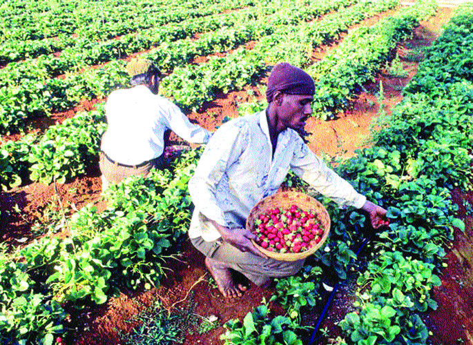 400 farmers graduate in strawberry growers | स्ट्रॉबेरी उत्पादकांमध्ये ४०० शेतकरी पदवीधर 400 farmers graduate in strawberry growers | स्ट्रॉबेरी उत्पादकांमध्ये ४०० शेतकरी पदवीधर