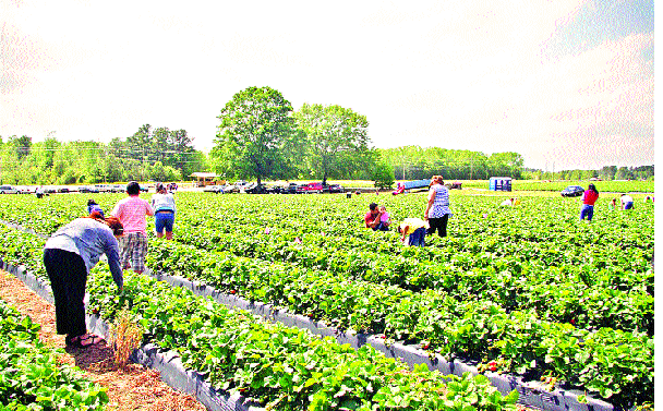 The number of strawberry growers doubled in number | स्ट्रॉबेरी उत्पादकांच्या संख्येत दुप्पटीने वाढ The number of strawberry growers doubled in number | स्ट्रॉबेरी उत्पादकांच्या संख्येत दुप्पटीने वाढ