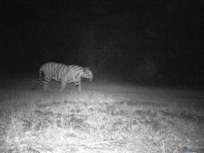 Roar Gets Louder New Male Tiger Spotted in Sahyadri Tiger Reserve Total Count Rises to 7 | सह्याद्रीत 'चंदा','तारा'च्या जोडीला आता 'शिलेदार' आला! वाघांची संख्या पोहोचली ७ वर Roar Gets Louder New Male Tiger Spotted in Sahyadri Tiger Reserve Total Count Rises to 7 | सह्याद्रीत 'चंदा','तारा'च्या जोडीला आता 'शिलेदार' आला! वाघांची संख्या पोहोचली ७ वर