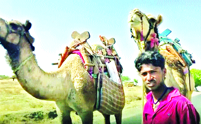 The 'siratagiri' of camels in Satara | साताऱ्यात उंटांची ‘सैराट’गिरी The 'siratagiri' of camels in Satara | साताऱ्यात उंटांची ‘सैराट’गिरी