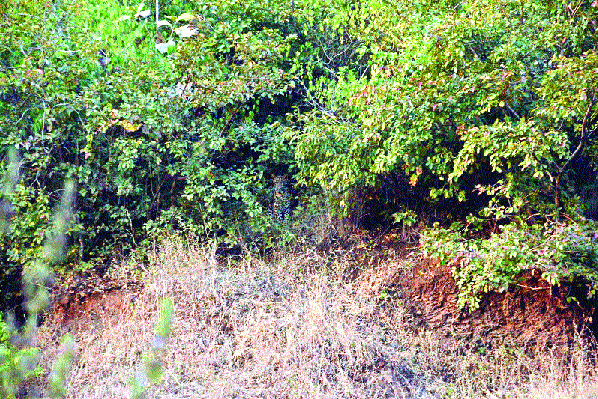 In the Urul, two leopards should stay on the road for an hour | उरूलमध्ये दोन बिबट्यांचा रस्त्याकडेला तासभर ठिय्या In the Urul, two leopards should stay on the road for an hour | उरूलमध्ये दोन बिबट्यांचा रस्त्याकडेला तासभर ठिय्या