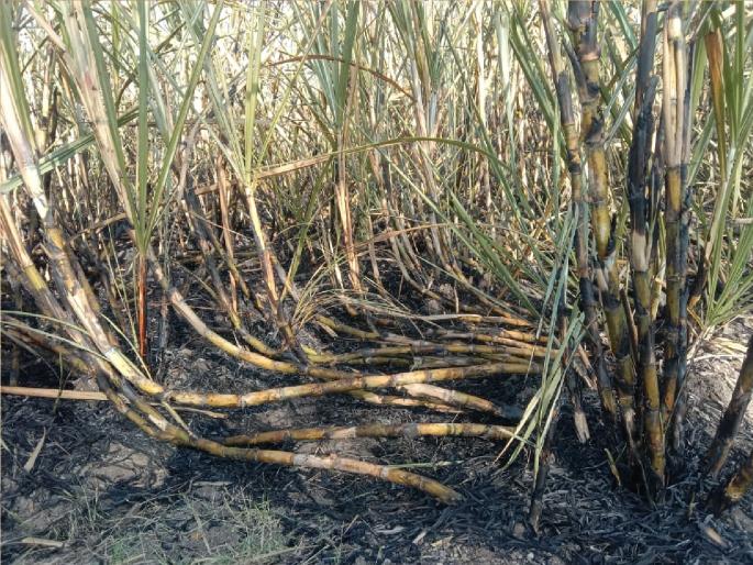 One and a half acres of sugarcane fire due to short circuit at Malwadi | शॉर्टसर्किटने दीड एकर ऊसाला लागली आग, दोन लाखांचे नुकसान, मलवडी येथील घटना One and a half acres of sugarcane fire due to short circuit at Malwadi | शॉर्टसर्किटने दीड एकर ऊसाला लागली आग, दोन लाखांचे नुकसान, मलवडी येथील घटना