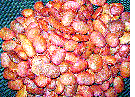 Expert Voodoo to be on | तज्ज्ञ वैदूूंना येणार आता भरभराटीचे दिवस