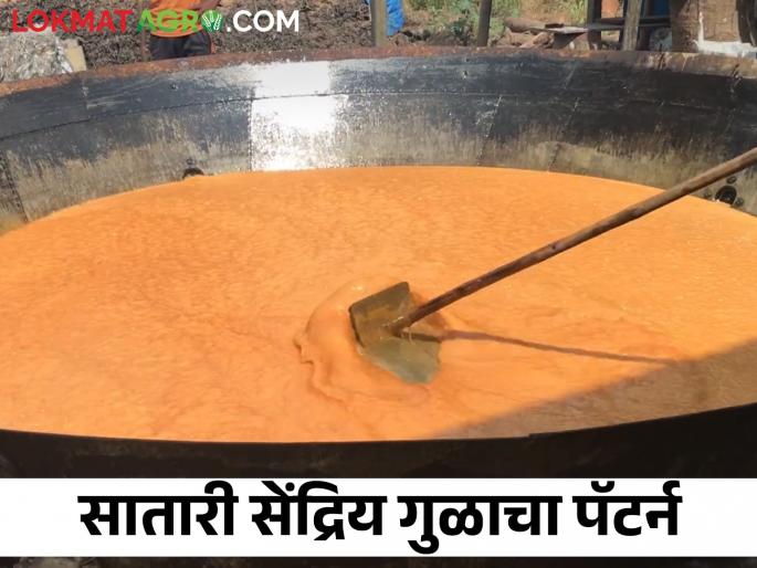 The story of the sugarcane gurhal; sugarcane belt producing organic jaggery through organic sugarcane gurhal | कहाणी उसाच्या गुऱ्हाळांची; साखरेच्या पट्ट्याला सेंद्रिय गुळाची गोडी