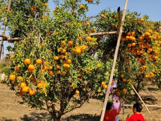 Orange farmers await crop insurance; Loss of Deer Spring | संत्रा उत्पादक शेतकरी पीक विम्याच्या प्रतिक्षेत; मृग बहाराचे नुकसान Orange farmers await crop insurance; Loss of Deer Spring | संत्रा उत्पादक शेतकरी पीक विम्याच्या प्रतिक्षेत; मृग बहाराचे नुकसान