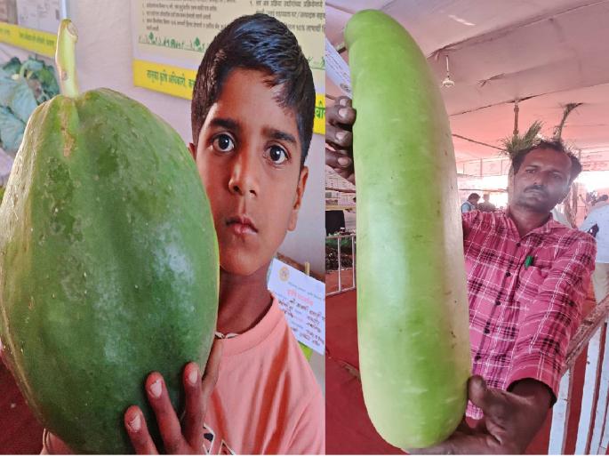 Crowd on first day at Satej Agriculture Exhibition | ‘टोमॅटो चेरी’, ‘तैवान पपई’ ‘सतेज कृषी’चे आकर्षण; पहिल्याच दिवशी तुडुंब गर्दी Crowd on first day at Satej Agriculture Exhibition | ‘टोमॅटो चेरी’, ‘तैवान पपई’ ‘सतेज कृषी’चे आकर्षण; पहिल्याच दिवशी तुडुंब गर्दी