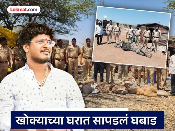 The police raided satish bhosale Khokya house Hunting equipment and sharp weapons found in the raid | बीडचा नवा 'आका', खोक्याच्या घरावर पोलिसांचा छापा; काय-काय सापडलं?