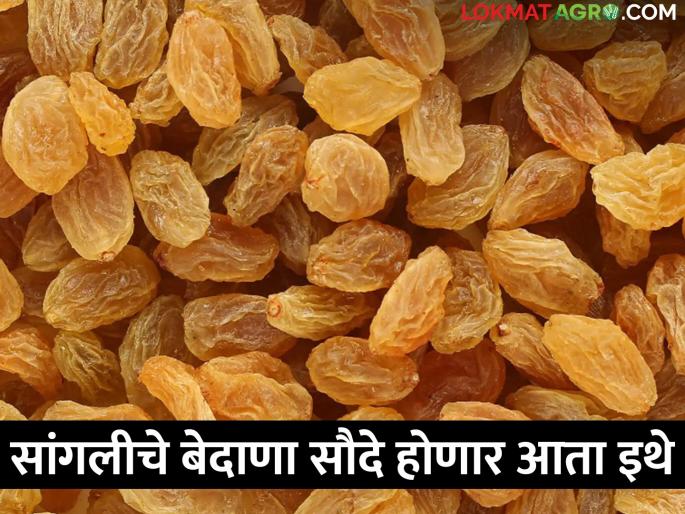 Raisin deals in Sangli will be held in the new premises; The market committee bought thirteen and a half acres of land | सांगलीतील बेदाण्याचे सौदे होणार नवीन जागेत; बाजार समितीने घेतली साडेतेरा एकर जमीन Raisin deals in Sangli will be held in the new premises; The market committee bought thirteen and a half acres of land | सांगलीतील बेदाण्याचे सौदे होणार नवीन जागेत; बाजार समितीने घेतली साडेतेरा एकर जमीन