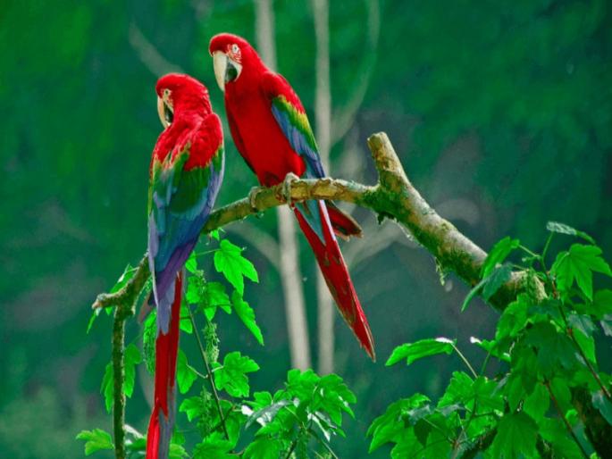 'This' reason a threat to bird health In the bird sanctuary ; Neglect of Pune Municipal Corporation | पक्षी अभयारण्यातच 'या'मुळे पक्ष्यांच्या आरोग्याला होतोय धोका निर्माण; पुणे महापालिकेचे दुर्लक्ष 'This' reason a threat to bird health In the bird sanctuary ; Neglect of Pune Municipal Corporation | पक्षी अभयारण्यातच 'या'मुळे पक्ष्यांच्या आरोग्याला होतोय धोका निर्माण; पुणे महापालिकेचे दुर्लक्ष