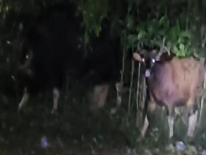 A herd of gaur has entered Sawantwadi, creating an atmosphere of fear among the citizens | सावंतवाडीत भरवस्तीत गव्यांचा कळप शिरला, नागरिकांत भीतीचे वातावरण A herd of gaur has entered Sawantwadi, creating an atmosphere of fear among the citizens | सावंतवाडीत भरवस्तीत गव्यांचा कळप शिरला, नागरिकांत भीतीचे वातावरण