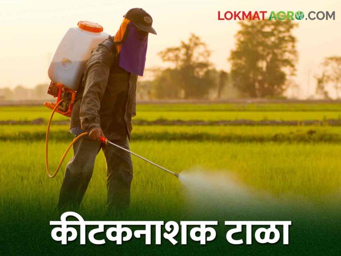 Farmer brothers, do not spray pesticides on these crops! | शेतकरी बांधवांनो या पिकांवर कीटकनाशक फवारणी नको! Farmer brothers, do not spray pesticides on these crops! | शेतकरी बांधवांनो या पिकांवर कीटकनाशक फवारणी नको!
